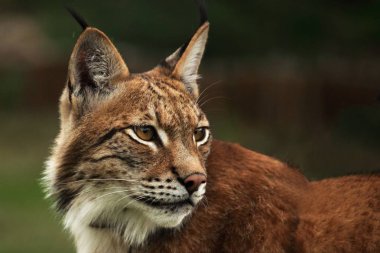 The Eurasian lynx (Lynx lynx) staying in front of the forest. clipart