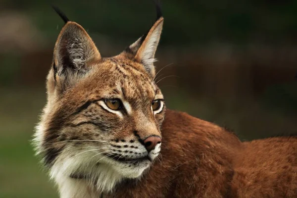 Euroasijský rys (Lynx lynx), který se drží před lesem. — Stock fotografie