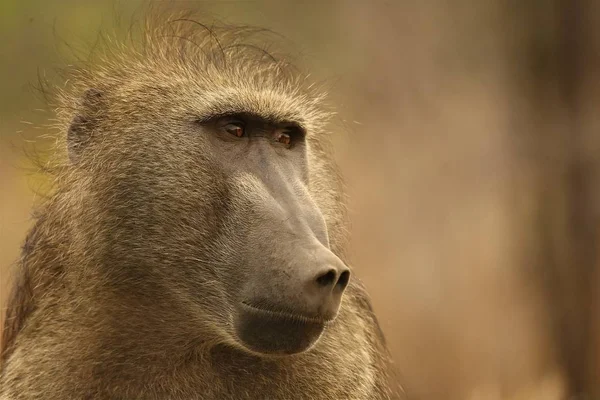 Baboon (Papio ursinus) portrait in Kruger NP. — Stock Photo, Image