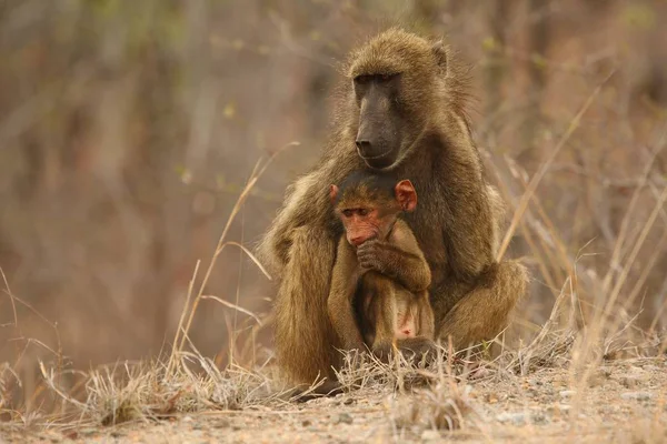 Baboon (Papio ursinus) mother hugs young cute baboon baby. — Stock Photo, Image