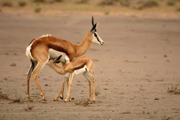 Springbok mãe (Antidorcas marsupialis) está amamentando um bebê animal na areia seca no deserto de Kalahari . — Fotografia de Stock