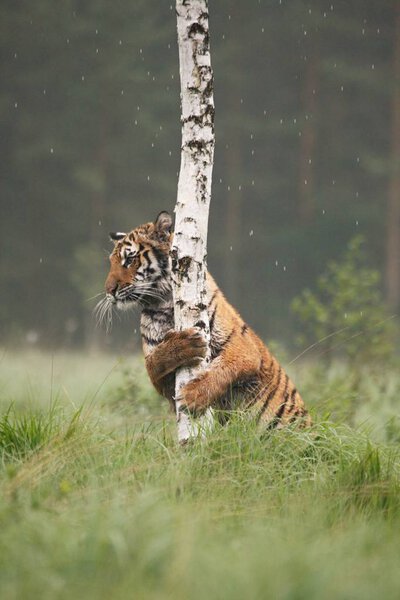 The Siberian tiger (Panthera tigris Tigris), or  Amur tiger (Panthera tigris altaica) in the grassland. Tiger with yellow and green background. Tiger hidden in grassland behind a three. 