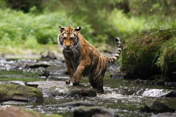 Sibirya kaplanı (Panthera tigris Dicle) veya Amur kaplanı (Panthera tigris altaica) nehirde yürür.. 
