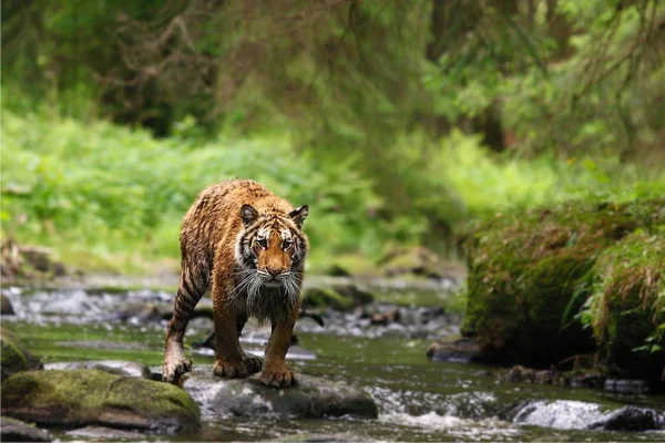 강을 걷고 있는 시베리아 호랑이 (Panthera Tigris Tigris) 또는 아무 르 호랑이 (Panthera Tigris altaica). — 스톡 사진
