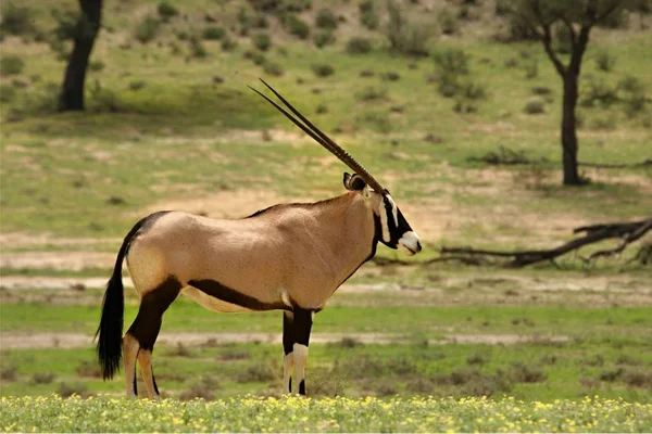 Gemsbok (Oryx gazela) przebywający w zielonej trawie na pustyni Kalahari. — Zdjęcie stockowe