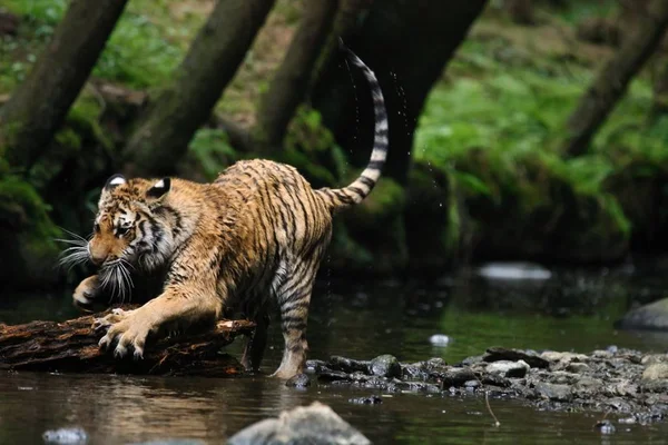 Sibirya kaplanı (Panthera tigris Dicle) veya Amur kaplanı (Panthera tigris altaica) nehirde yürür.. 