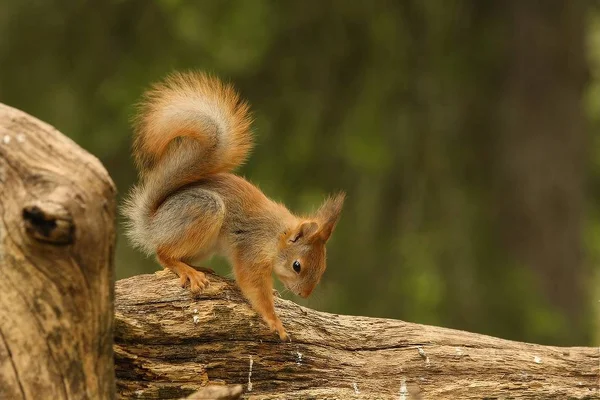 Egy vörös mókus (Sciurus vulgaris), más néven eurázsiai vörös sguirrel ül ágon egy zöld erdőben. — Stock Fotó