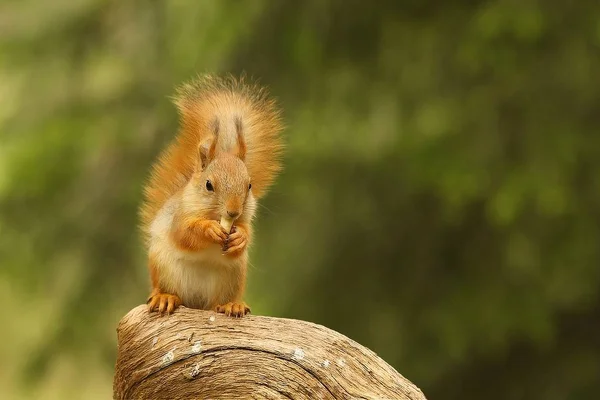 Красная белка (Sciurus vulgaris), также называемая евразийской красной sguirrel, сидящей в ветке в зеленом лесу . — стоковое фото