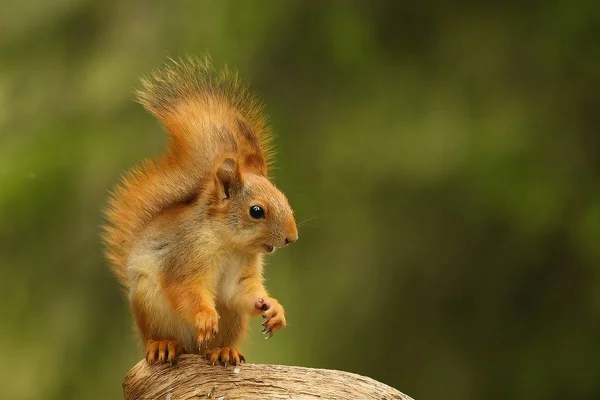 Ein rotes Eichhörnchen (sciurus vulgaris) auch eurasisches rotes Sichelhörnchen genannt, das in einem Ast in einem grünen Wald sitzt. — Stockfoto