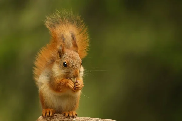 Ein rotes Eichhörnchen (sciurus vulgaris) auch eurasisches rotes Sichelhörnchen genannt, das in einem Ast in einem grünen Wald sitzt. — Stockfoto