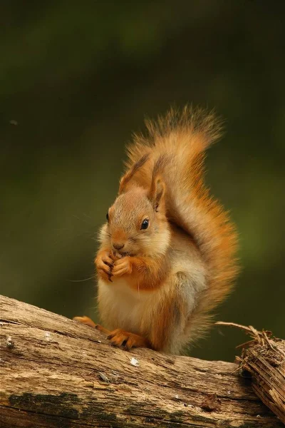 赤リス Sciurus Valgaris 緑の森の枝に座っているユーラシア赤の女の子とも呼ばれます 緑の背景を持つリスの頭 — ストック写真