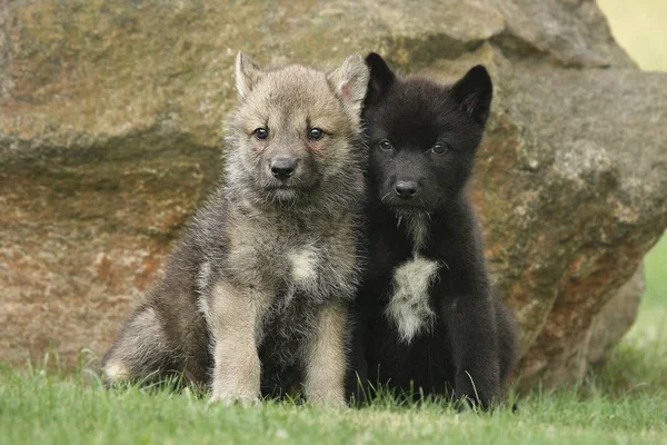 Dois lobos cinzentos noroeste (Canis lupus occidentalis) também chamado lobo de madeira sentado diante de uma rocha . — Fotografia de Stock