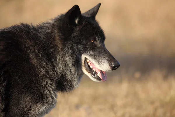 Un lobo norteamericano (Canis lupus) que permanece en el bosque. —  Fotos de Stock