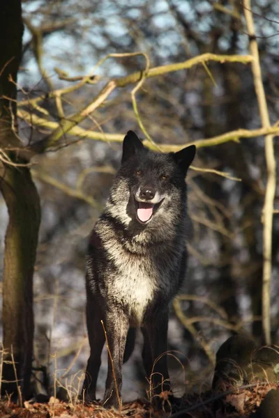 A north american wolf (Canis lupus) staying in the forest.