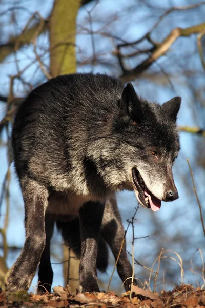 Um lobo norte-americano (Canis lupus) hospedado na floresta. — Fotografia de Stock