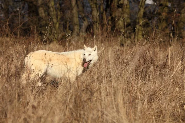 Um lobo ártico (Canis lupus arctos) hospedado em grama molhada em frente à floresta . — Fotografia de Stock