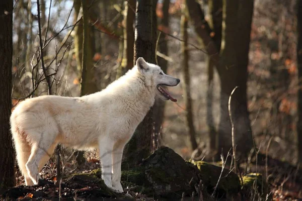 Un lobo ártico (Canis lupus arctos) permaneciendo en hierba húmeda frente al bosque . — Foto de Stock