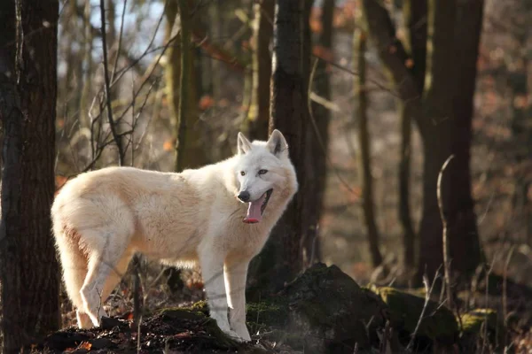 Un loup arctique (Canis lupus arctos) restant dans l'herbe humide en face de la forêt . — Photo