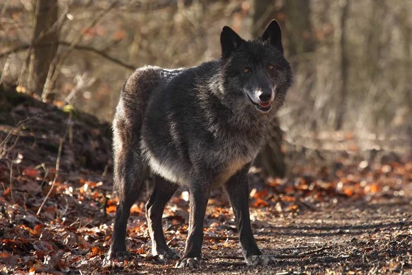 Un lobo norteamericano (Canis lupus) que permanece en el bosque. — Foto de Stock