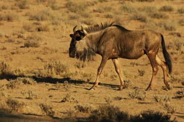 Mavi bir antilop (Connochaetes taurinus) kuru çayırlarda sakince yürüyor.