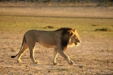 Aslan erkek (Panthera leo) Kalahari çölünde yürüyor