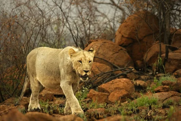 Lionne (Panthera leo) marchant dans le désert du Kalahari et cherchant le reste de sa fierté . — Photo