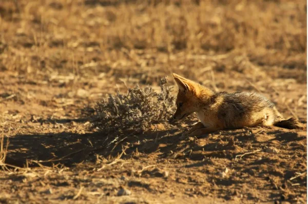 Black-backed jackal (Canis mesomelas) puppies playing in the dry grass in morning sun. — Stock Photo, Image