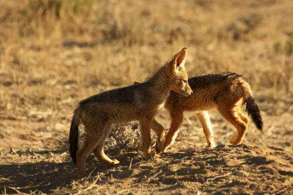 Black-backed jackal (Canis mesomelas) puppies playing in the dry grass in morning sun. — Stock Photo, Image