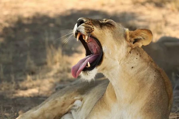 Löwin (Panthera leo) mit offenem Maul zeigt Zähne. — Stockfoto