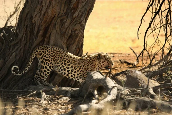 De Afrikaanse luipaard (Panthera pardus pardus) na de jacht met de dood gnoes. — Stockfoto