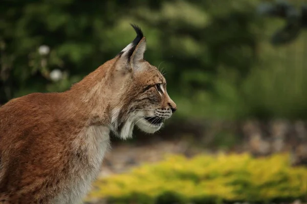 O lince eurasiano (Lynx lynx) fica em frente à floresta em flores amarelas . — Fotografia de Stock