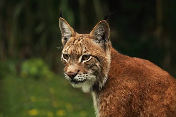 Avrasyalı vaşak (Lynx vaşak) ormanın önünde kalıyor.