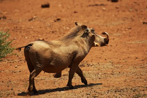 De gewone wrattenzwijn (Phacochoerus africanus) die naar de waterput gaat. — Stockfoto