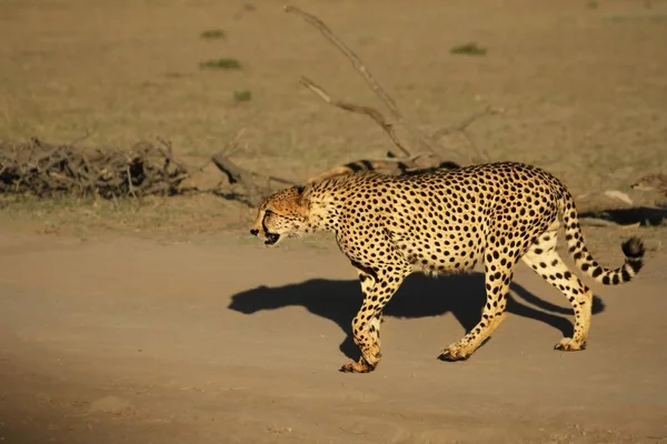 A chita (Acinonyx jubatus) macho caminhando através da areia no deserto de Kalahari . — Fotografia de Stock