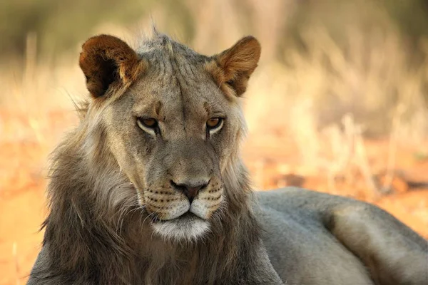 Fiatal oroszlán hím (Panthera leo) pihenni Kalahári sivatagban. — Stock Fotó