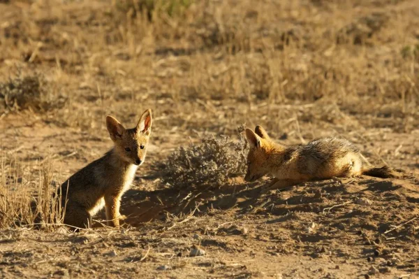 Black-backed jackal (Canis mesomelas) puppies playing in the dry grass. — Stock Photo, Image