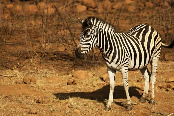Plains zebra (Equus quagga, korábban Equus burchellii, Burchell 's zebra) a vörös és barna sziklán. — Stock Fotó
