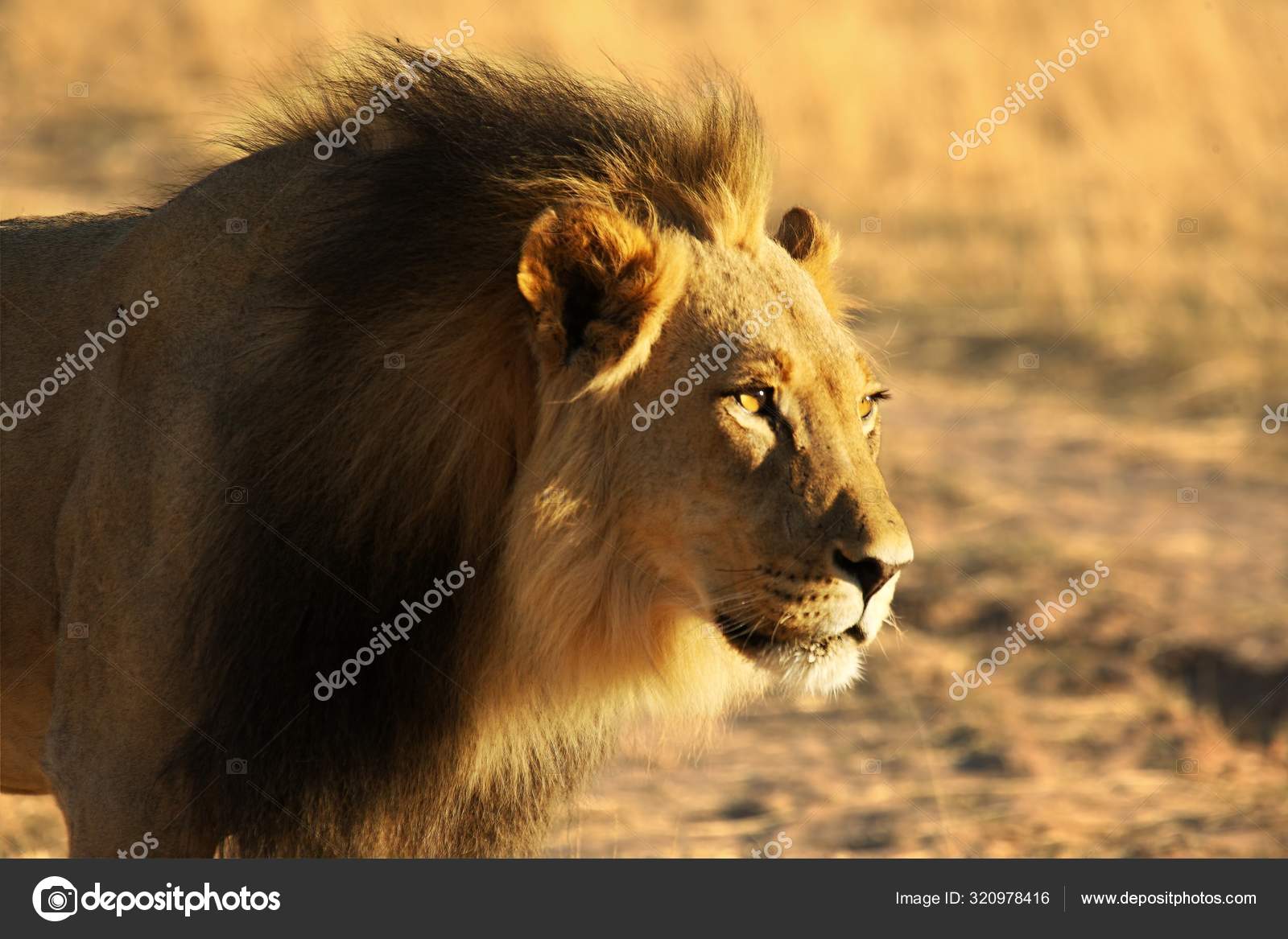 カラハリ砂漠のライオン写真素材 ロイヤリティフリーカラハリ砂漠のライオン画像 Depositphotos