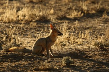 Cape fox (Vulpes chama) Kalahari çölünde kumların üzerinde oturuyor. Kuru sarı çimlerle akşam güneşinde tilki pelerini.