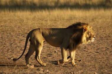 Dev aslan erkek (Panthera leo) Kalahari çölünde yürüyor..