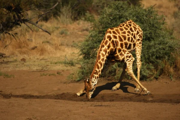 Afrikaanse giraffe (Giraffa camelopardalis giraffa) die een boog maakt om te drinken uit een waterput in de Kalahari woestijn. — Stockfoto