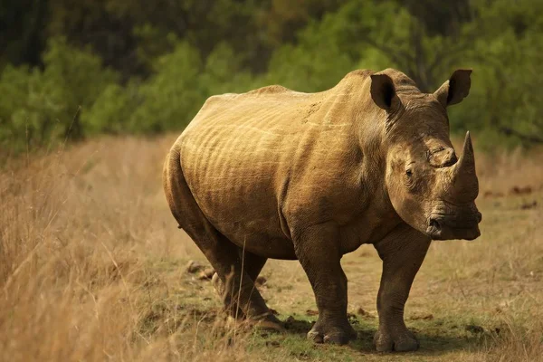 Um rinoceronte branco, rinoceronte, (Ceratotherium simum) hospedado em prados . — Fotografia de Stock