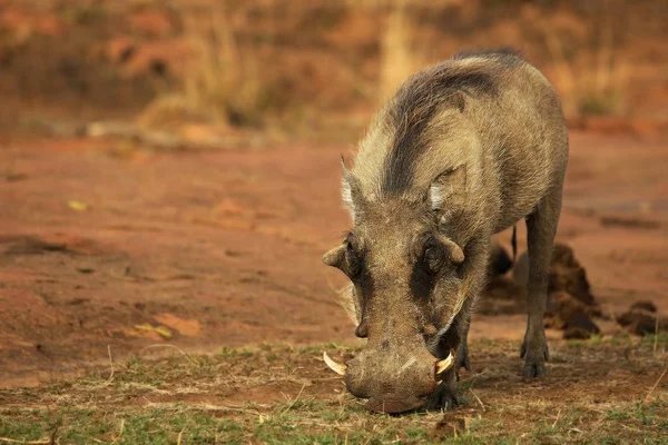 O warthog comum (Phacochoerus africanus) indo para o buraco da água . — Fotografia de Stock