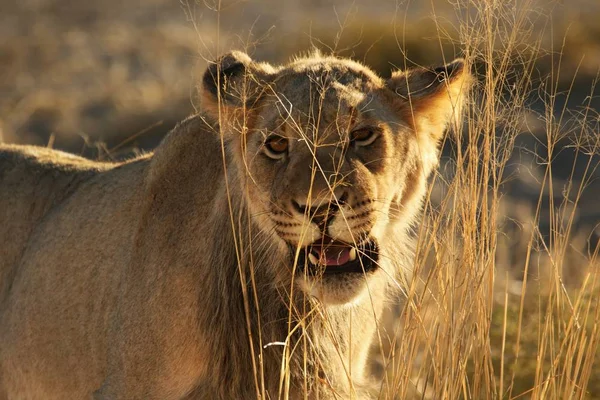 Giovane leone maschio (Panthera leo) che cammina nel deserto del Kalahari . — Foto Stock