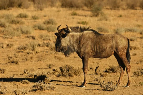 Een blauwe gnoe (Connochaetes taurinus) rustig wandelend in droog grasland. — Stockfoto