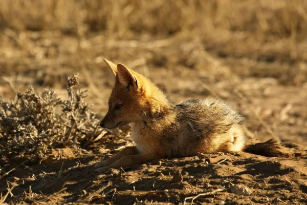 검은 등 자칼 (Canis mesomelas) 개가 마른 풀에서 노는 모습 — 스톡 사진