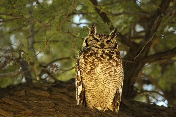 Spotted Eagle-Owl (Bubo africanus) feline sitting in the shade. — ストック写真