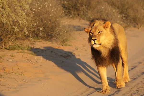 El enorme macho León (Panthera leo) con melena negra caminando en el desierto de Kalahari . — Foto de Stock