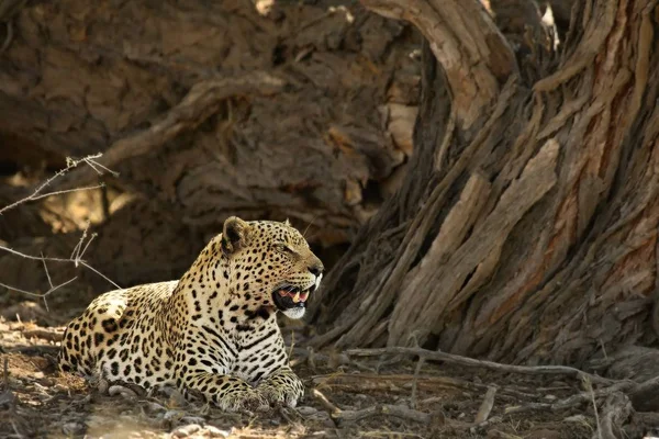 Африканський леопард (Panthera pardus pardus) після полювання.. — стокове фото