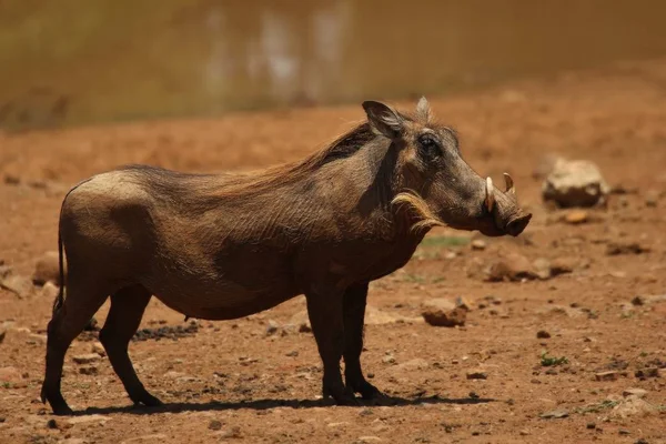 Yaygın yaban domuzu (Phacochoerus africanus) akşam güneşinde su birikintisine gider.. — Stok fotoğraf